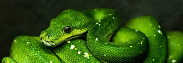 *nix: Terminals in VS Code Are Using Wrong Python Interpreter