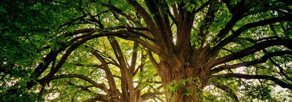 PSI Trees and Mines with Jetbrains IDEs